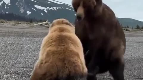 🧠✨ The Shocking Size Difference of a Kodiak Bear! | FeedMyCuriosity