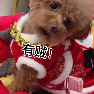 Cute Pets Celebrating the New Year