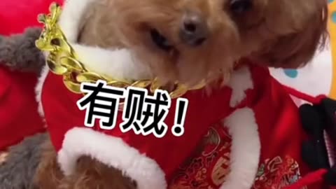 Cute Pets Celebrating the New Year