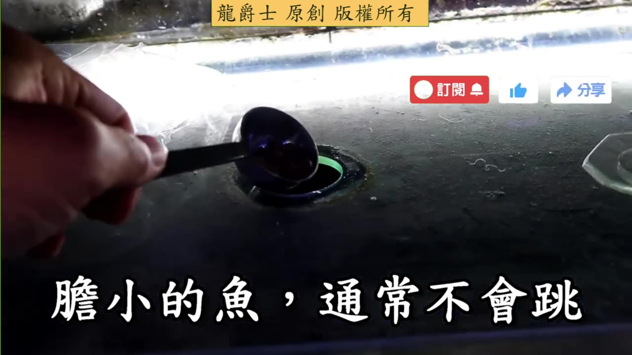 【龍爵士】龍魚膽小怎麼辦