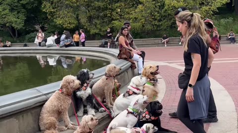 DOGS IN CENTRAL PARK