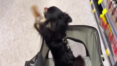 Dog Greets Shoppers In Grocery Aisle