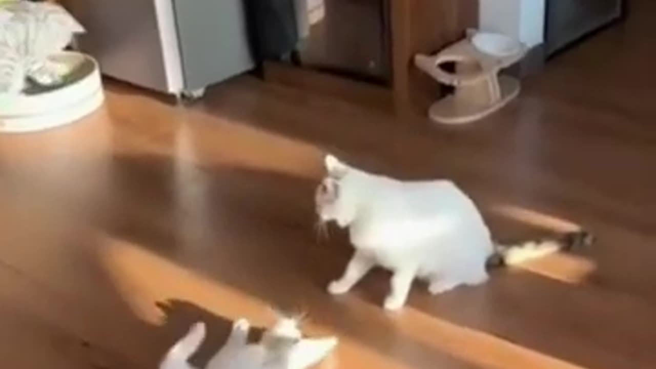 😂🐾 Funniest Pets Ever – Try Not to Laugh!