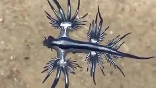 blue dragon sea creatures