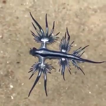 blue dragon sea creatures