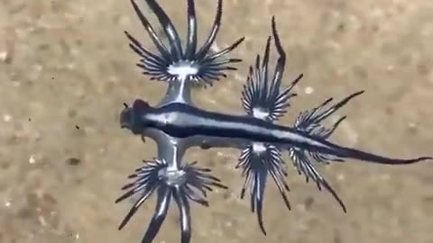 blue dragon sea creatures