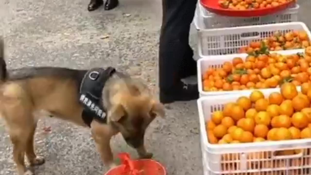 He protec, he attac, he go to the market and barter for snaccs. 🐶🥰