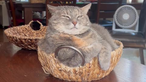 Queen Shinobi Meditates In Basket