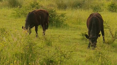 cows eating grass moments