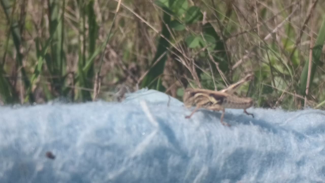 R13 Nature - 081923 - Grass Hopper Eating My Picnic Blanket For Lunch