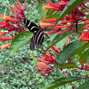 Butterfly on flowers while livestock are heard in the background