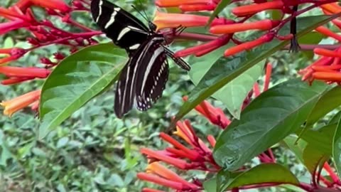 Butterfly on flowers while livestock are heard in the background