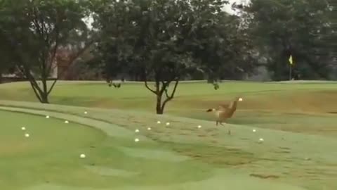 Stupidbird goes golfing