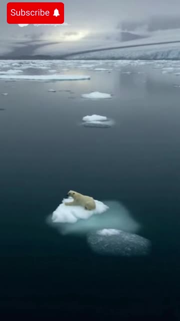 The Last Stand: Life of a Lone Polar Bear