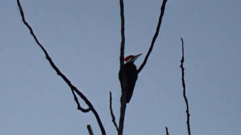 Pileated Woodpecker