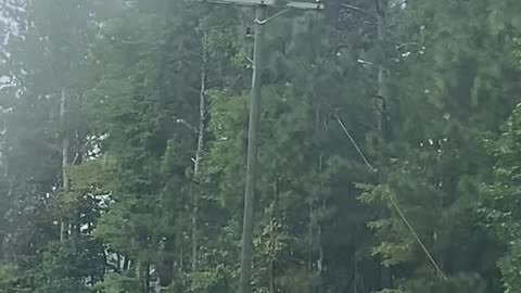 Power Lines Covered in Spider Webs