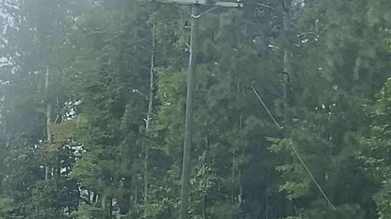 Power Lines Covered in Spider Webs