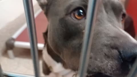 Flint 1y A876182 kennel 57 pod 3 PACC shelter immensely faithful guy, loves companionship20251119409