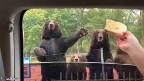 Funniest Animal Videos ever (Part 1)