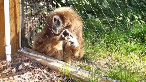 More of Papa and Li bao singing