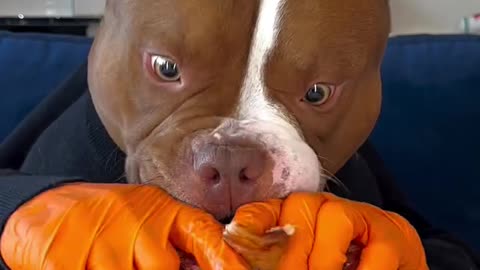 Funny🤣🤣 viral🔥🔥 dog video