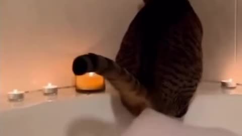 Relax, woman, it's just a scented bath bomb.