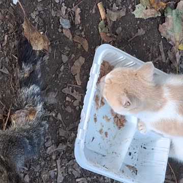 Feeding some of the kitties soon to be rescued