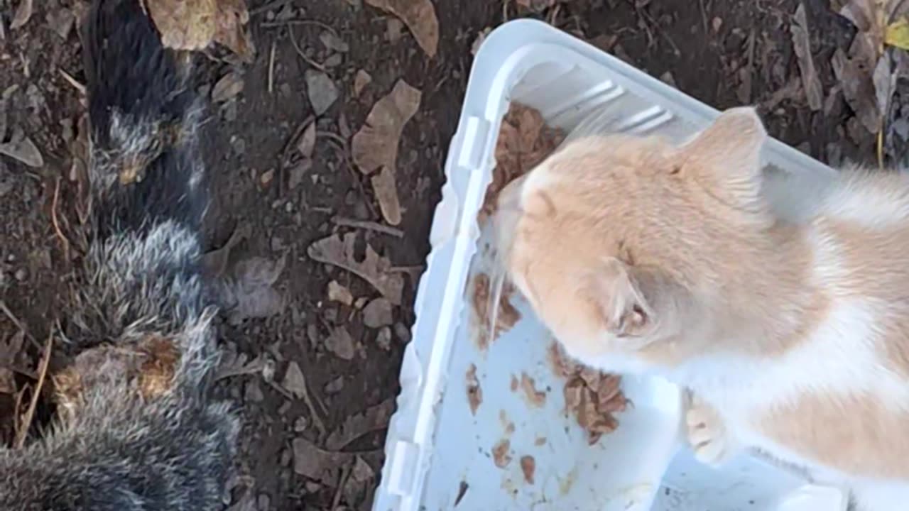 Feeding some of the kitties soon to be rescued