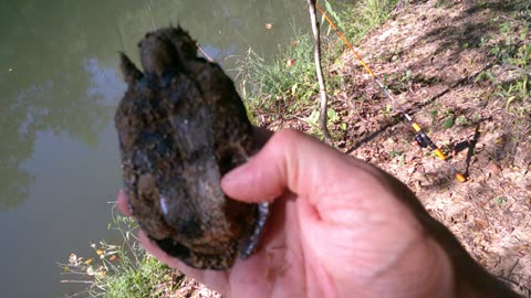 Tickling little baby Turtles