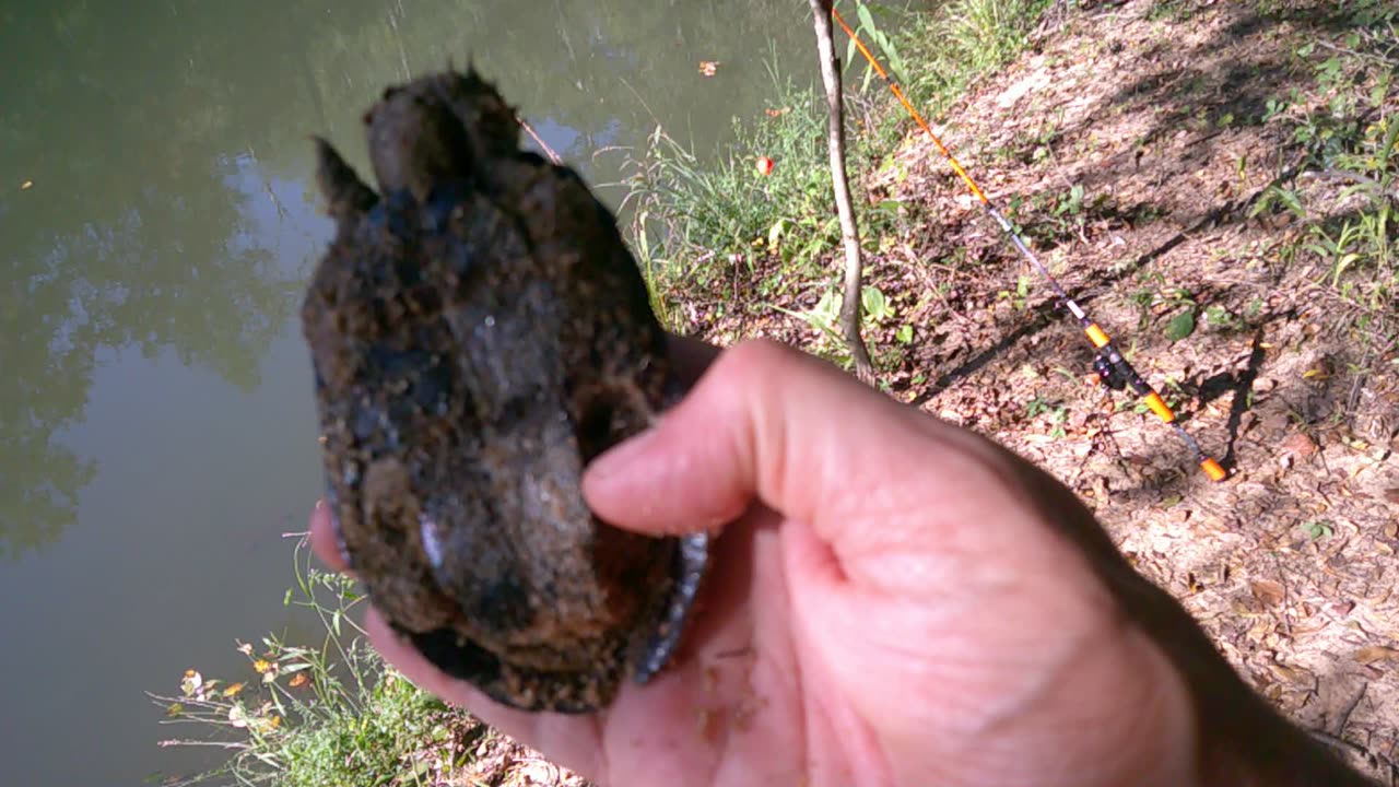 Tickling little baby Turtles