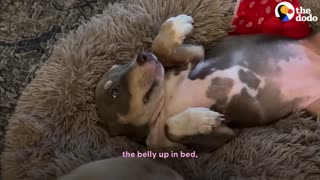 Shocking: Skinny Foster Puppy Can't Stop Cuddling Up To Golden Retriever | The D