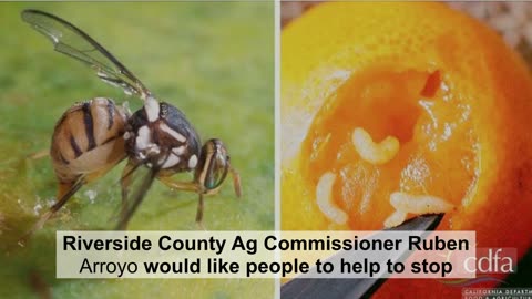 Oriental Fruit Fly Alert: 131-Sq-Mile Quarantine Targets in SoCal