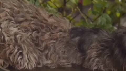 Dog Diarrhea Explained: Signs, Causes, Diagnosis & Effective Treatment