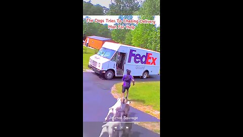 Delivery man chased by dogs while seeking help 😂 #dogs #animals #satisfying #japd
