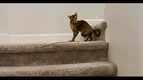 Normal stair routine