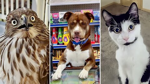 BEST Videos of the Decade 😹 | Funniest Animal Moments Ever