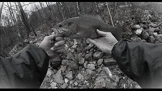 EP 241 " Catching Quality Fish in the Rain " feat: D. Walker 100 swim bait & Rapala ULC 03