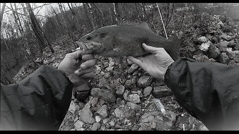 EP 241 " Catching Quality Fish in the Rain " feat: D. Walker 100 swim bait & Rapala ULC 03