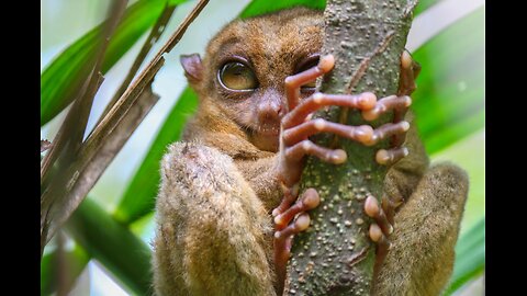 Tarsier – Nature’s Tiny Ninja! 🥷🐵