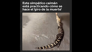 🐊Este pequeño caimán no está jugando, está practicando cómo hacer el 'giro de la muerte'