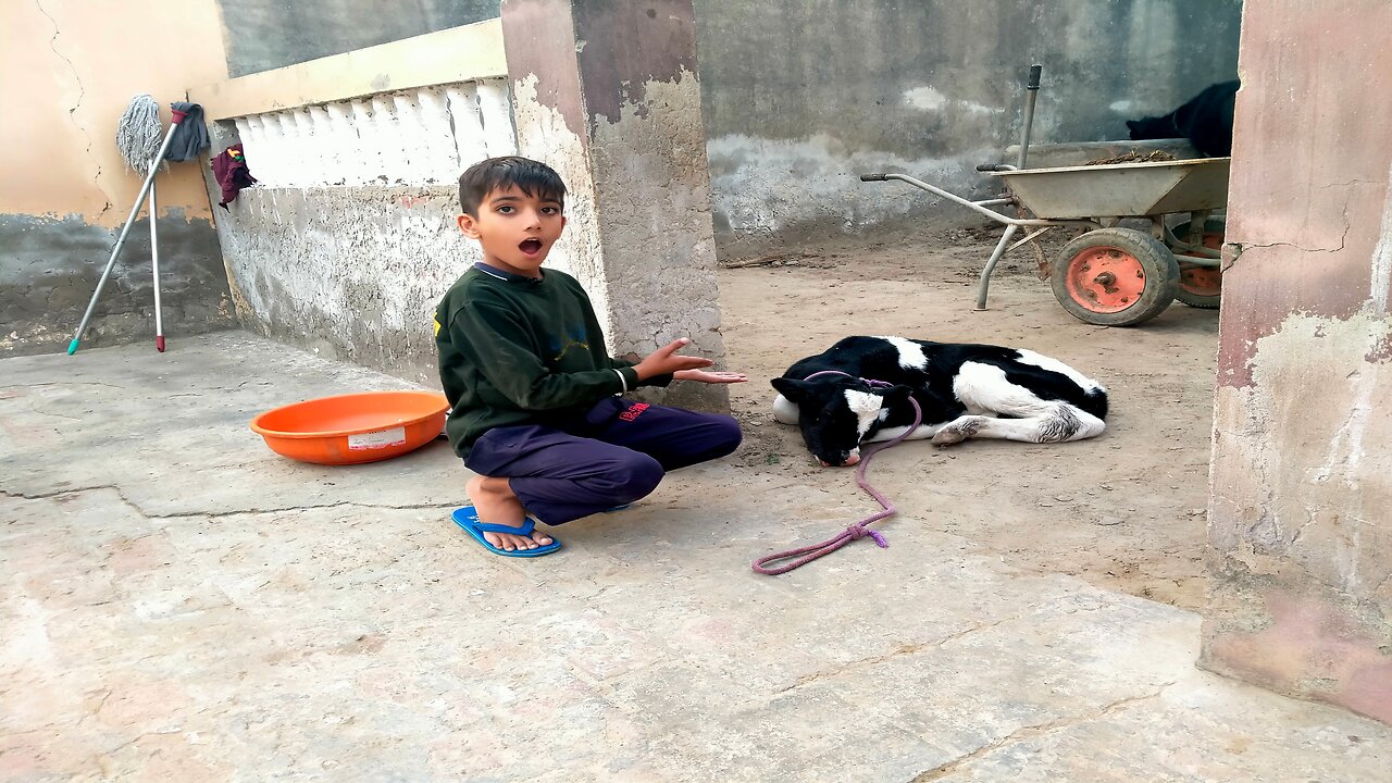 cow ne a ki de dita 🐄 |