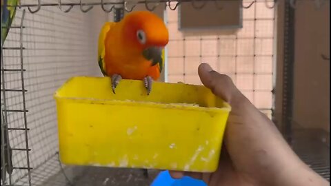 sun conure bird eating food