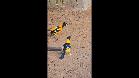 beautiful yellow and black bird