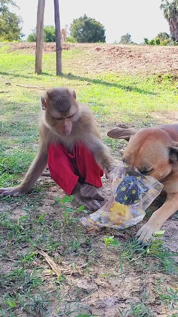 Perfect video SokYaa, OG, Pao & Mom Are Famous Around The World #shorts #anime #trend #edit