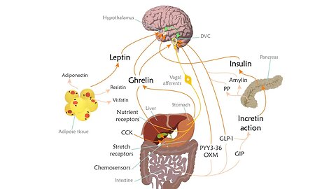Why Overeating is probably NOT your Fault: Leptin Deep Dive I Rejuvenate Podcast Ep. 133