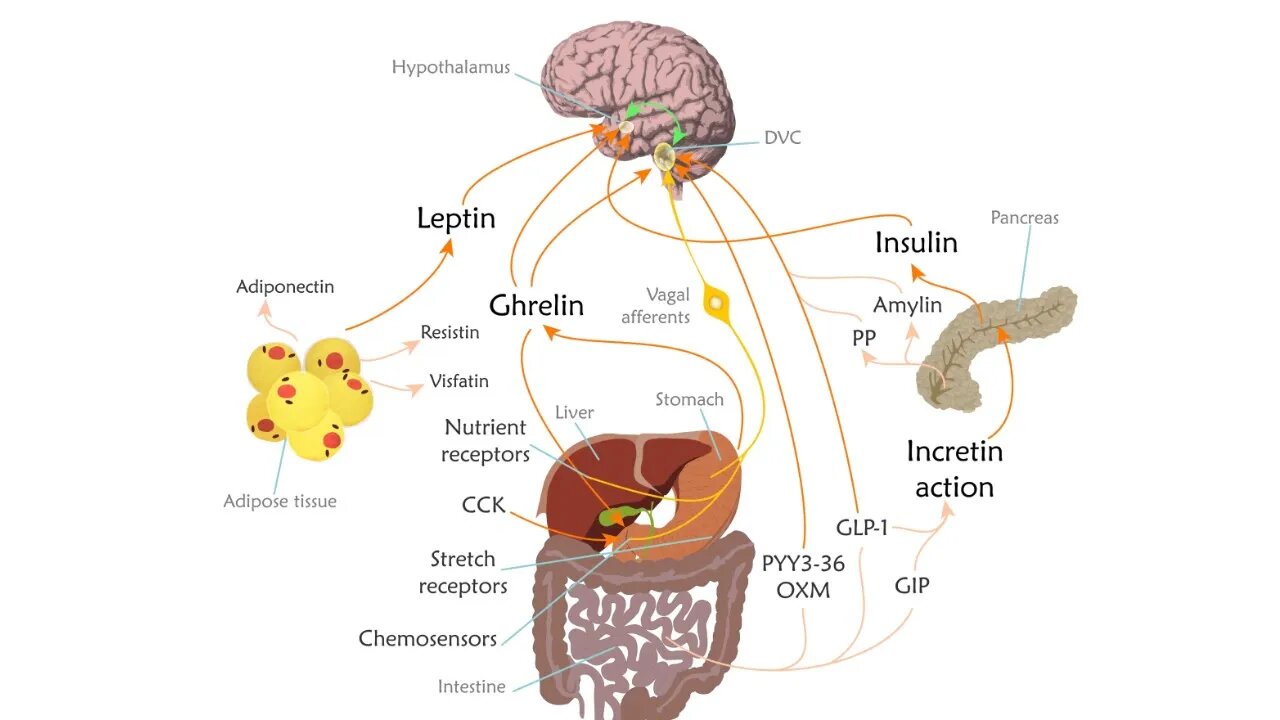 Why Overeating is probably NOT your Fault: Leptin Deep Dive I Rejuvenate Podcast Ep. 133