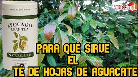 Para qué Sirve el Té de Hojas de Aguacate