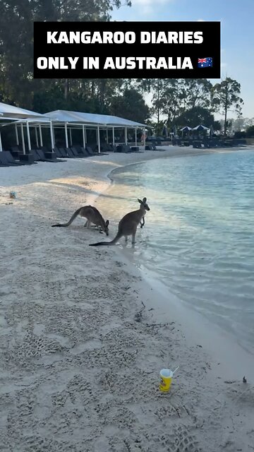 Kangaroos at the beach