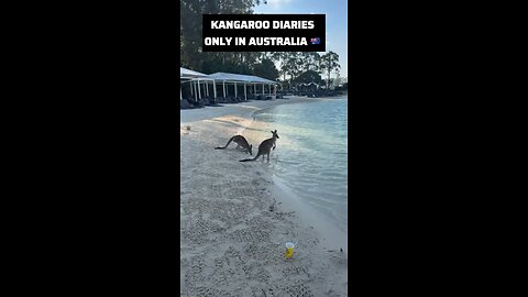 Kangaroos at the beach
