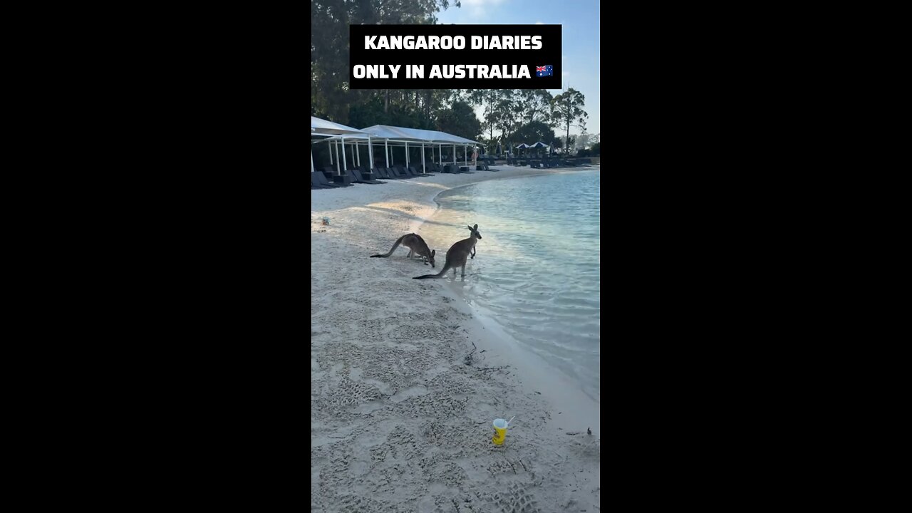 Kangaroos at the beach